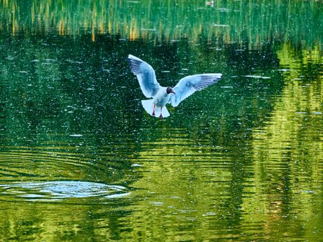Wildlife background of Larus cachinnans seagull hunting on a pond, flies over the water and catches fish, has fish in its beak. General plan
