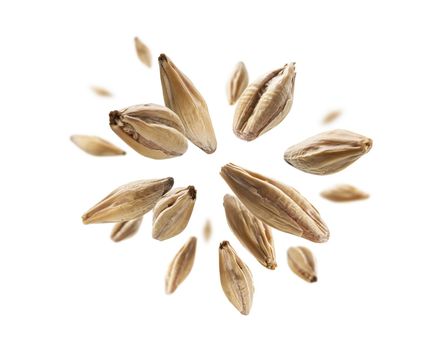 Barley malt grains levitate on a white background