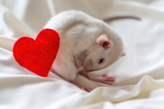 Little white rat in a female hand with manicure. On a light background. Nearby lies a red heart. Valentine's day concept, cute picture.