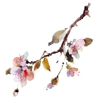 Watercolor blossom sakura branch
