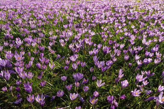 Crocus blossom in the castle park in Husum in Schleswig-Holstein, Germany.