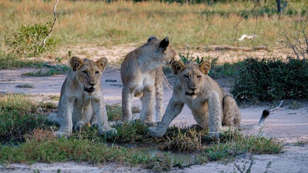 Lions in Kruger national park South Africa. Family of young lions together in the bush of the Blue Canyon Conservancy in South Africa