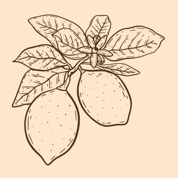 Lemons on twig with leaves and flowers vintage illustration