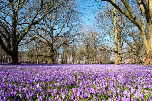 Crocus blossom in the castle park in Husum in Schleswig-Holstein, Germany.