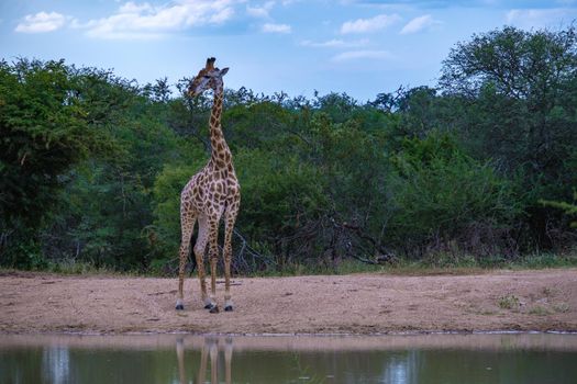 Giraffe in South Africa with blue sky in the bush of Kruger national Park in South Africa
