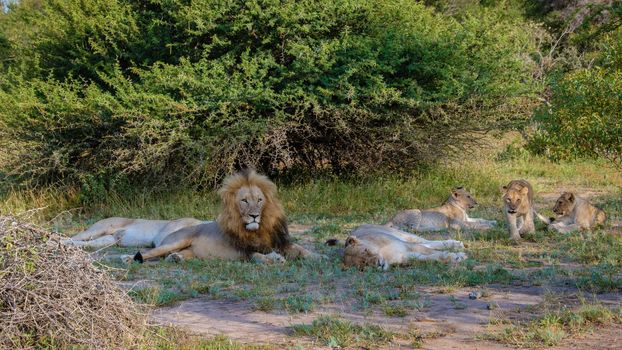 Lions in Kruger national park South Africa. Family of young lions together in the bush of the Blue Canyon Conservancy in South Africa