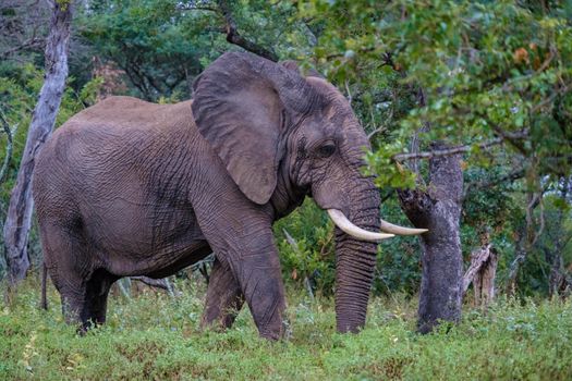 big Elephant in Kruger South Africa, huge African Elephant wiht horns in SOuth Africa