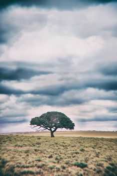 Tree of life. A tree standing on a remote African landscape - copyspace.