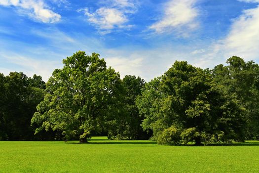 Beautiful nature background. Green deciduous trees in the landscape.