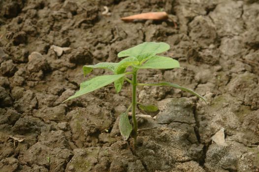 Agriculture. A Growing plant. New Plant growing in sunlight. Sprouting and seedling. Young new baby plants growing in germination sequence on fertile soil background.