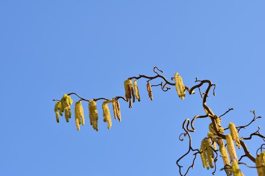 Blooming hazelnut tree from below against a blue sky