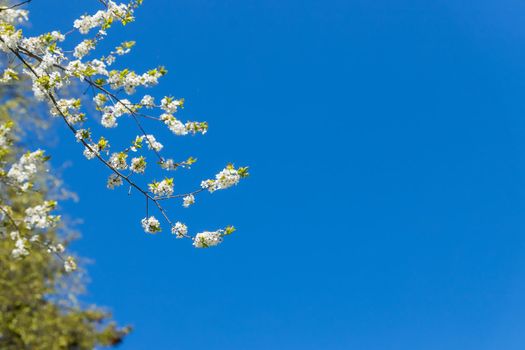 Apple trees flowers. the seed-bearing part of a plant.Spring flower natural landscape with white flowers of an apple tree on the background of the blue sky close-up. Soft focus. copy space