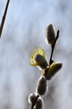 Flowering willow salix salicaceae against a blurred background