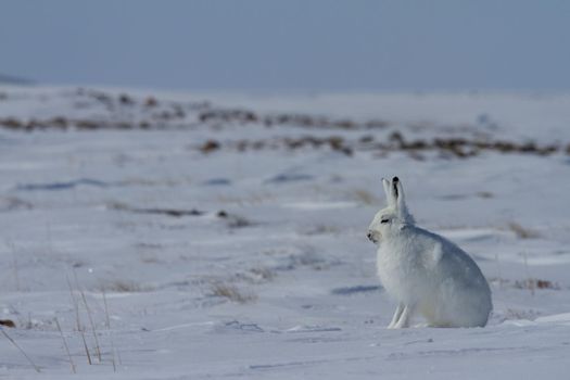 Arctic hare, Lepus arcticus, sitting on snow and shedding its winter coat