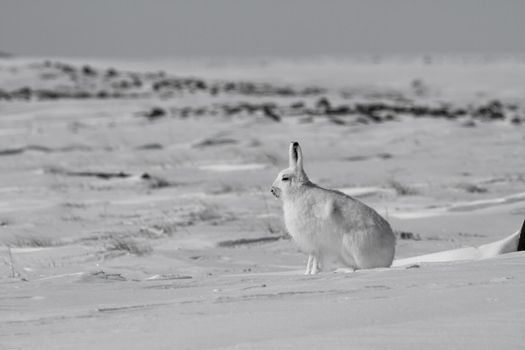Arctic hare, Lepus arcticus, sitting on snow with ears pointing up