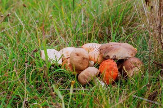 Forest mushrooms in the grass