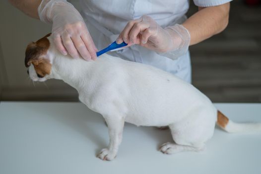 A veterinarian treats a dog from parasites by dripping medicine on the withers.