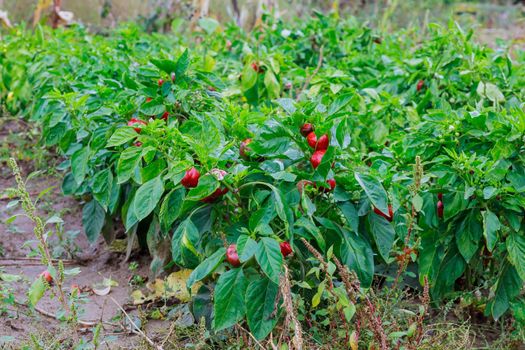 Bulgarian red pepper on the bush in the garden