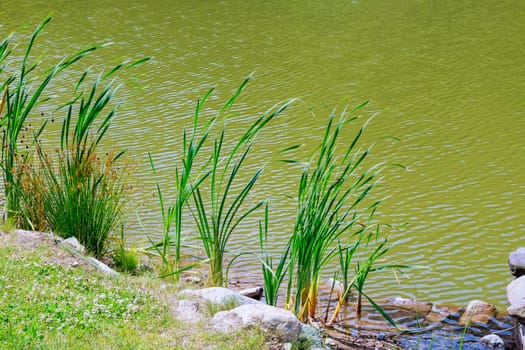 reeds growing at the lake reeds lake