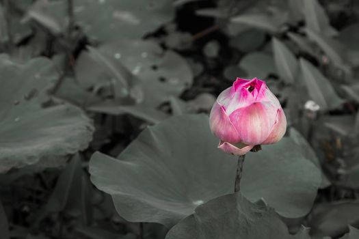 Bud of Pink fancy waterlily or lotus flower in pond with green water lily leaves background. 