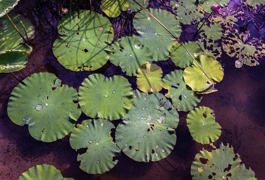 Water droplets on surface of green water lily leaves floating in pond. 