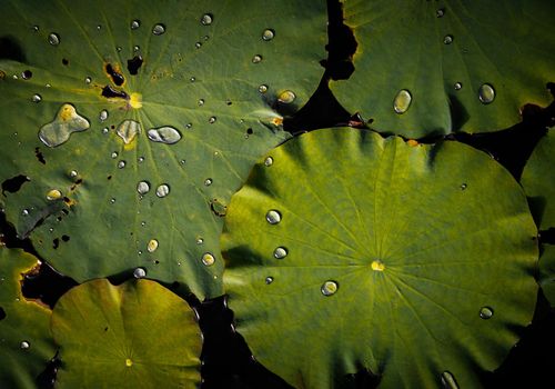 Water droplets on surface of green water lily leaves floating in pond. Green lotus leaf with water droplets with selective focus on the subject. Selective focus.