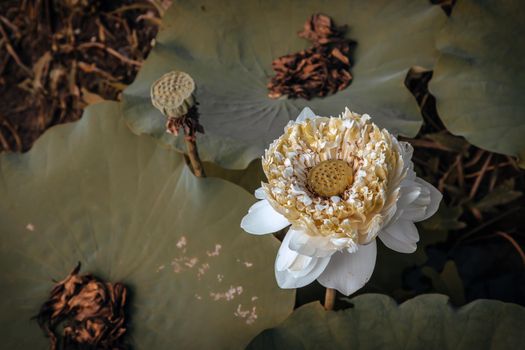 Blossoming green white fancy waterlily or lotus flower in pond with natural daylight background. 