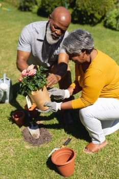 Senior african american couple spending time in sunny garden together planting flowers