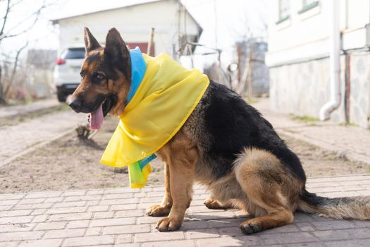 German Shepherd with the flag of Ukraine.
