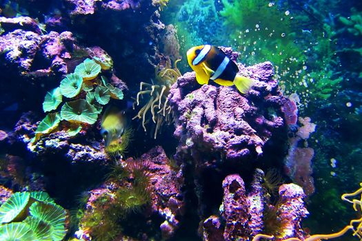 Colorful Coral Reef At The Bottom Of Tropical Sea. Yellow fish