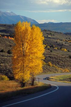 road with autumn tree