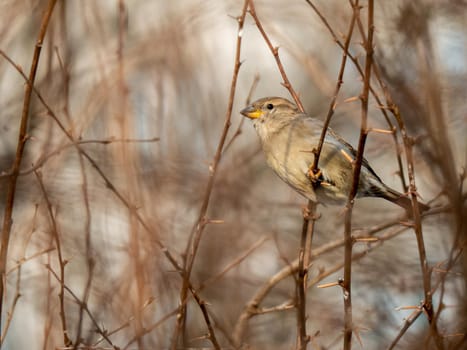 A timid brown little sparrow sits on a branch, a bird in the thick branches of an acacia tree. Wild and free nature. photo animalism. artistic blurring