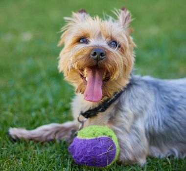 Well dont just stand there, throw it. Cropped shot of a Yorkshire Terrier lying on the grass in the garden with his ball during the day.