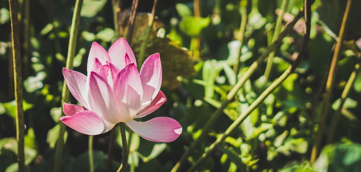 BANNER Sunrise morning sun real nature life beauty photo background. Macro close up single alone big fresh exotic pink lotus water lily flower. Yellow stamens. Floral design Symbol spiritual purity