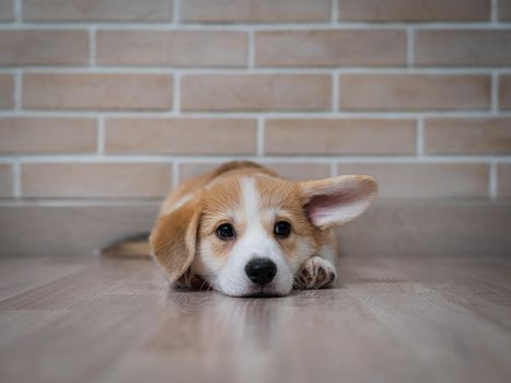 Cute pembroke corgi puppy with funny ears lies on the background of a brick wall.