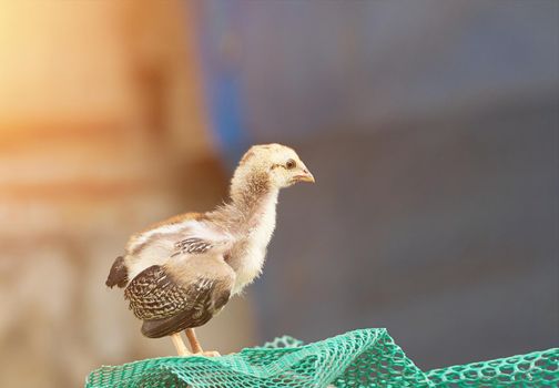 chick with brown frathers on blur background