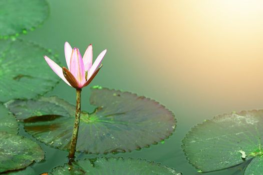 Pink purple lotus on stalk in pond with foliage