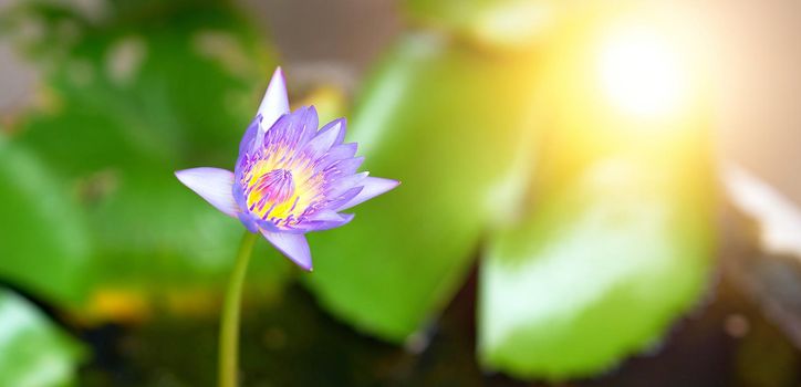 purple and yellow lotus on basin in garden background