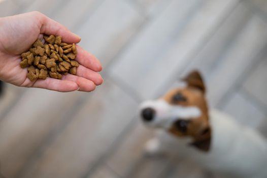A woman is holding a handful of dry dog food.