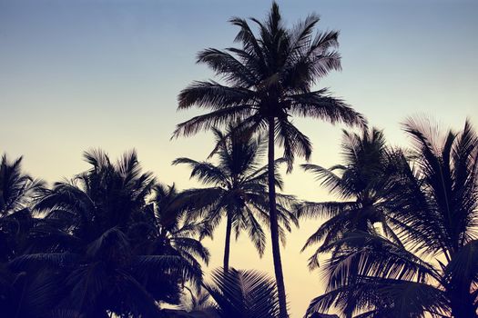 Just what a tropical vacation should look like. Retro style image of silhouetted palm trees against a dusky sky.