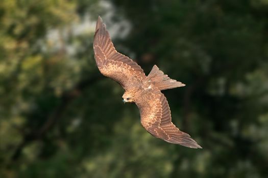 Black kite in flight - India