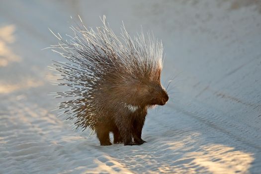 Alert Cape porcupine with erect quills
