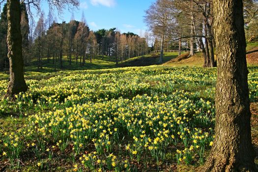 Forest parkland with yellow daffodil flowers