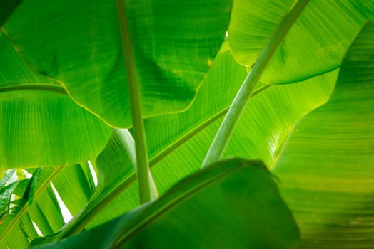 Greenery background nature plant and leaf (Banana)