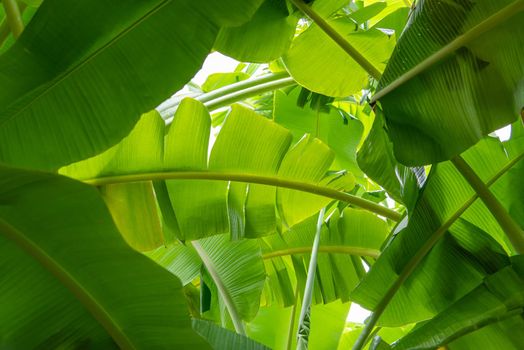 Greenery background nature plant and leaf (Banana)