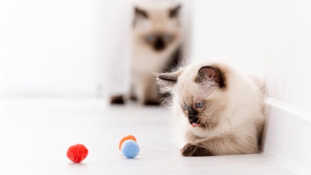 Kittens Ragdoll playing with toys