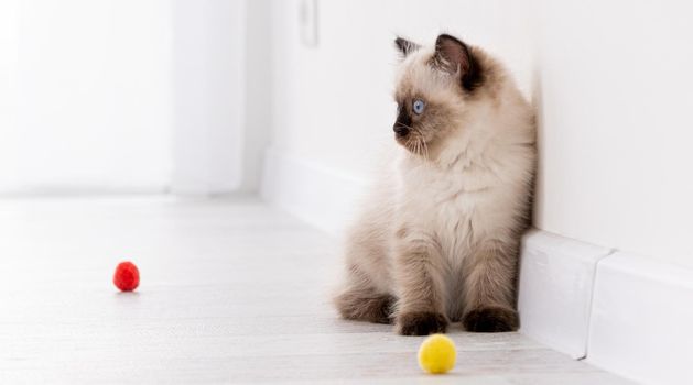 Kitten Ragdoll playing with toys