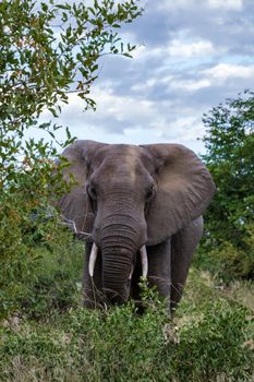 African Elephant in The Klaserie Private Nature Reserve part of the Kruger national park in South Africa, African Elephants in the wild bus