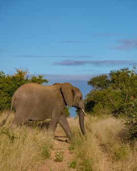 African Elephant in The Klaserie Private Nature Reserve part of the Kruger national park in South Africa, African Elephants in the wild bus