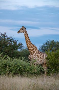 Giraffe at a Savannah landscape during sunset in South Africa at The Klaserie Private Nature Reserve inside the Kruger national park South Africa